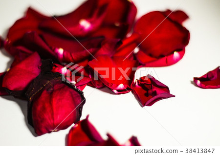 玫瑰,玫瑰花,花瓣 玫瑰,玫瑰花,花瓣 38413847