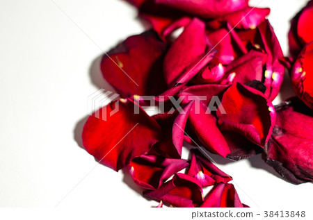 玫瑰,玫瑰花,花瓣 玫瑰,玫瑰花,花瓣 38413848