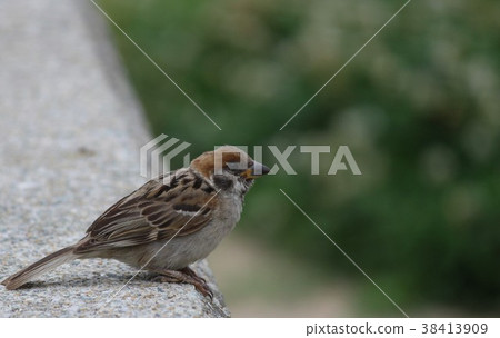 Sparrow Itami Airport [Hyogo Prefecture] 38413909