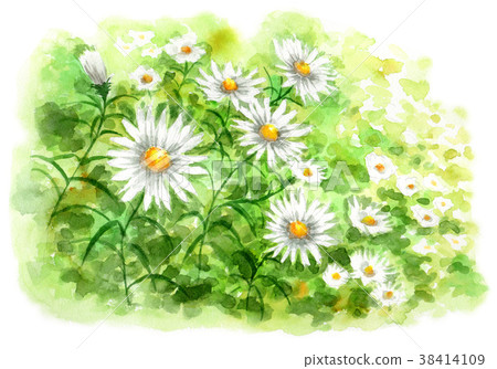 春黃菊群由水彩繪了 插圖素材 圖庫 春黃菊群由水彩繪了 插圖素材 圖庫