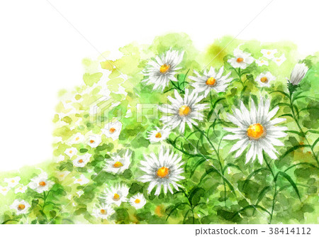 春黃菊群由水彩繪了 插圖素材 圖庫 春黃菊群由水彩繪了 插圖素材 圖庫