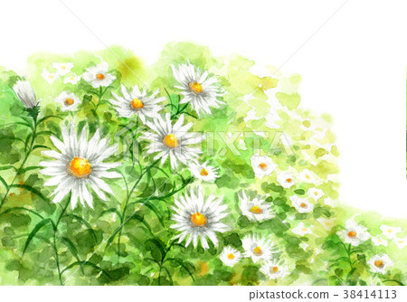 春黃菊群由水彩繪了 插圖素材 圖庫