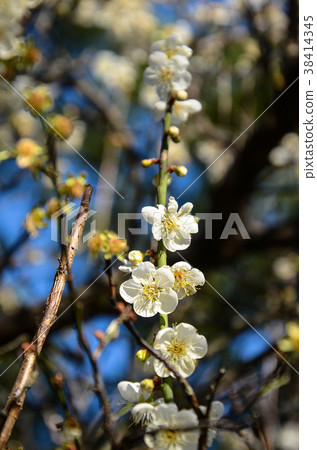 Plum blossoms 38414345