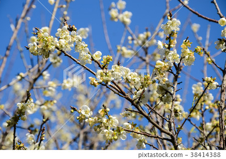 Plum blossoms Plum blossoms 38414388