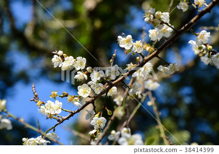 Plum blossoms 38414399