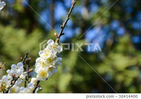 Plum blossoms 38414400