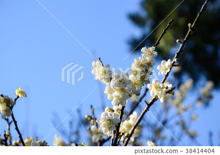 Plum blossoms 38414404