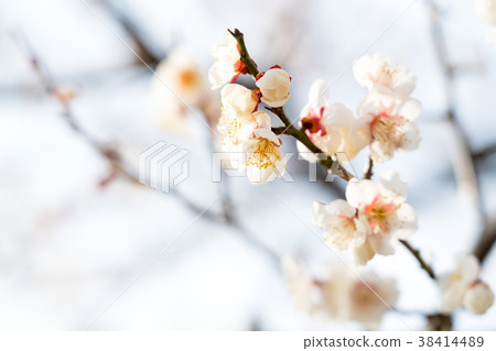 Flowering white plum blossoms 38414489