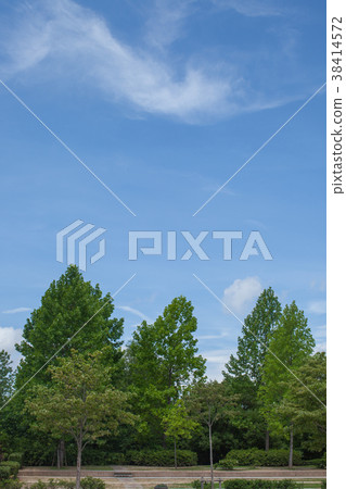 Trees and blue sky Trees and blue sky 38414572