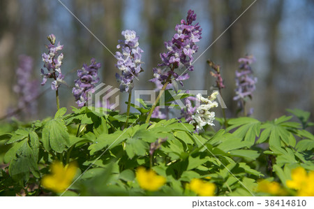 Birthwort flowers blossom 38414810