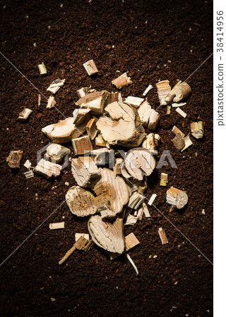 mulberry tree 38414956