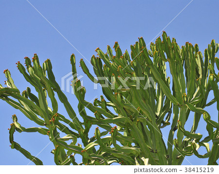 Cactus plant Cactus plant 38415219