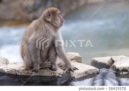 Snow Monkey  face in profile 38415578