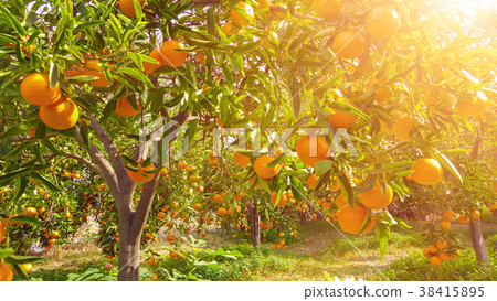 Tangerine sunny garden 38415895
