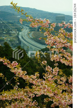 二月在松田的櫻花 二月在松田的櫻花 38416244