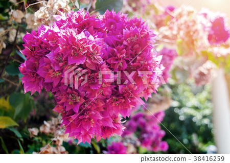 pink flower bush in love season 38416259
