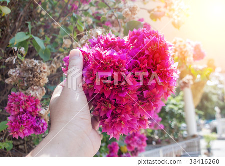 pink flower bush in love season 38416260