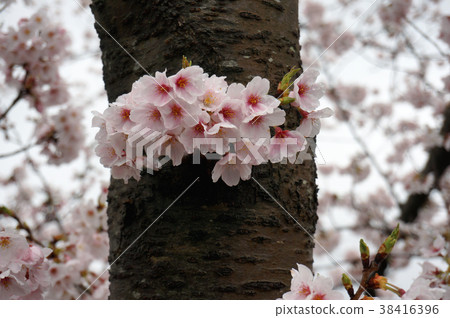 櫻花 櫻花 38416396