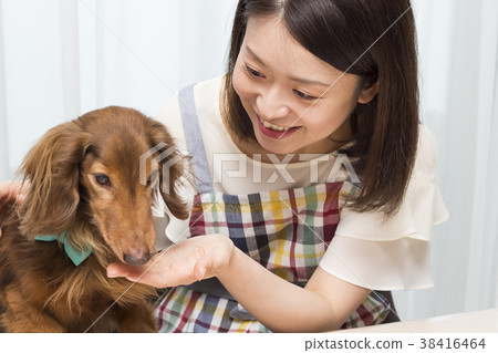 Miniature Dachshund and Female Miniature Dachshund and Female 38416464