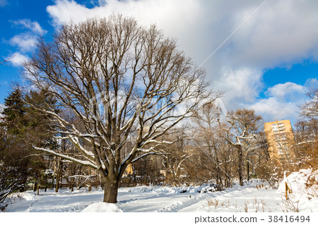 Oak tree in a city park 38416494