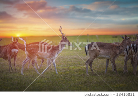 Group rutting red deer 38416831