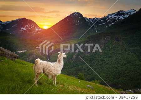llamas in the mountains. 38417259