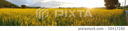 Sunhemp flower (Crotalaria juncea) field Sunhemp flower (Crotalaria juncea) field 38417280