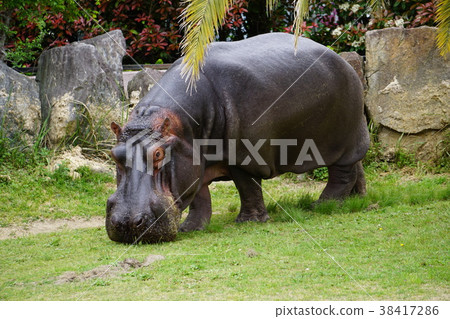 Zoo's hippopotamus Zoo's hippopotamus 38417286