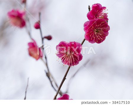 Red plum, ume, beginning to bloom Red plum, ume, beginning to bloom 38417510