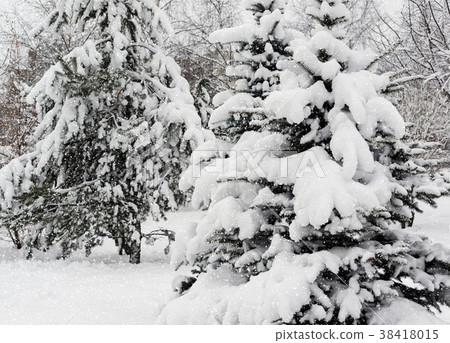 Fir forest during snowfall. Fir forest during snowfall. 38418015