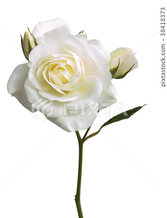 rose flower head isolated on white background rose flower head isolated on white background 38418373