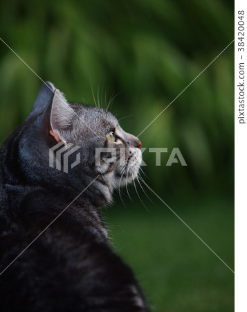 新鮮的綠色和貓 38420048