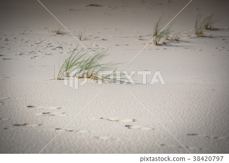 The dunes of the Slowinski national park in Poland 38420797