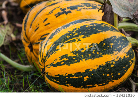pumpkins on the field pumpkins on the field 38421030