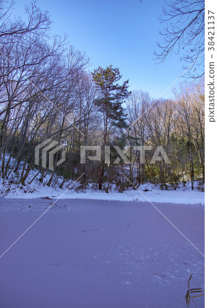 Bodhi tree pond of snow scene 38421137