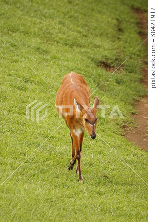 Sitatunga 26 38421912