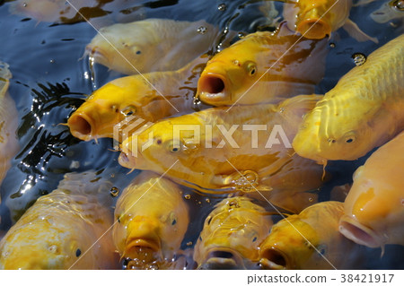 Golden pond Golden pond 38421917