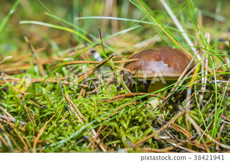 boletus in the woods 38421941