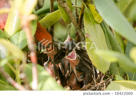 Male cardinal burd feeding chicks in birds nest Male cardinal burd feeding chicks in birds nest 38422000