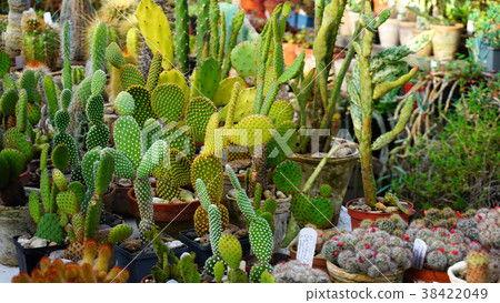 Different types of cacti stand on counter. 38422049