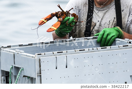 Maine Lobster sorted into bins 38422217