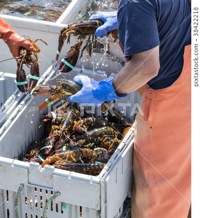 Three live lobsters being held by fishermen 38422218