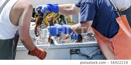 Maine lobster being sorted for sale on a boat 38422219