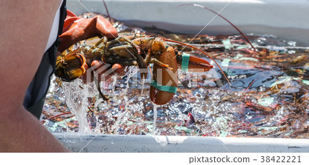 Maine lobster close up in lobstermans hand 38422221