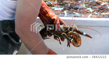 Close up of Maine lobster sorted on a fishing boat 38422222