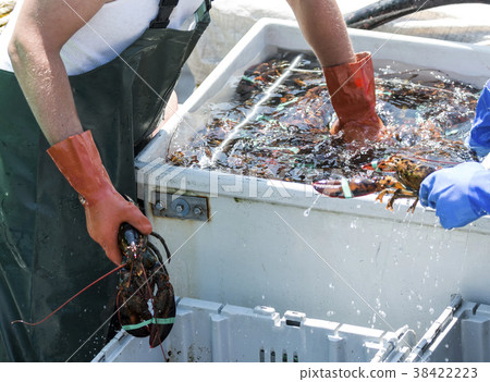 Lobster man reaches into water filled live lobster 38422223