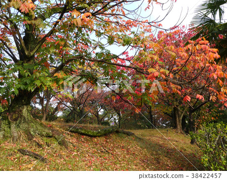 在Kamogawa公園的柏葉樹的秋葉/陰霾Momiji葉子:Haiku季節性詞 在Kamogawa公園的柏葉樹的秋葉/陰霾Momiji葉子:Haiku季節性詞 38422457