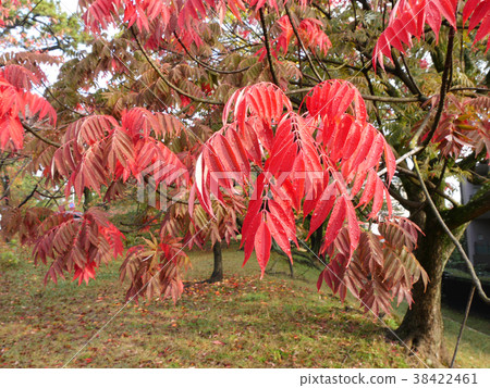 Autumn leaves / Haze Momiji leaves of Kashiwa tree in Kamogawa Park: Haiku seasonal words 38422461