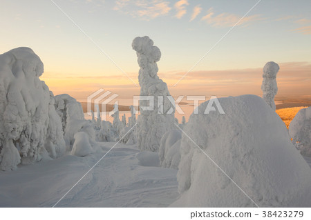 Snow covered trees in Lapland 38423279