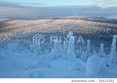 Snow covered trees in Lapland 38423282